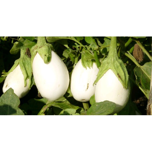 Albergínia Blanca (1/2kg)