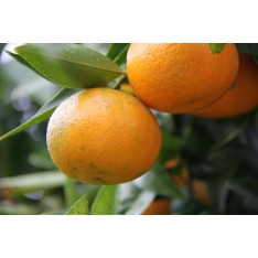 Mandarina (1kg)